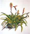 Vriesia mariae